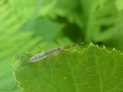 Protenor belfragei
