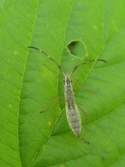 Protenor belfragei