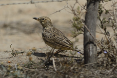 Galerida magnirostris