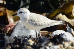 Charadrius marginatus marginatus