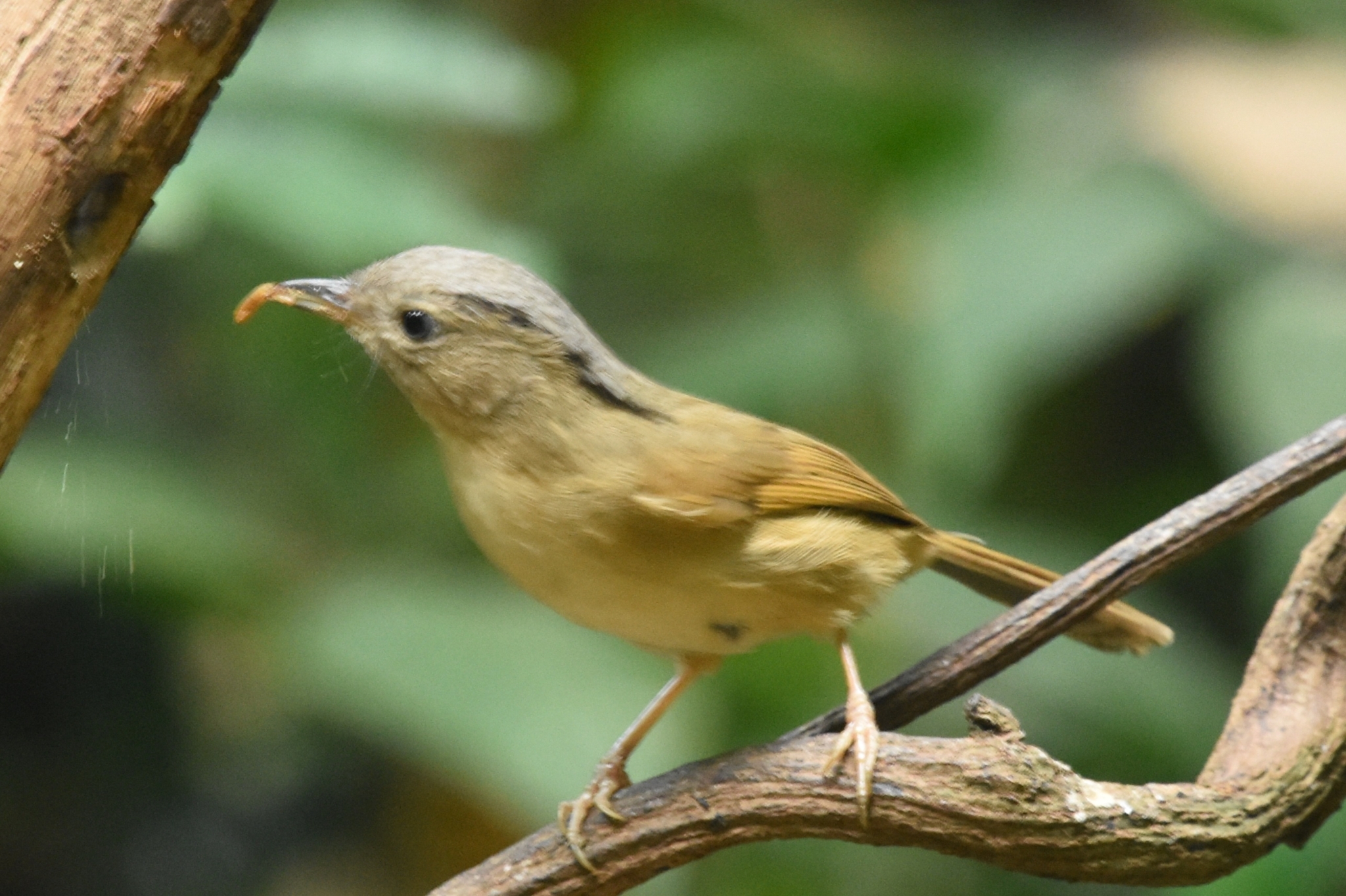 Brown-cheeked Fulvetta (Alcippe poioicephala), photo 8