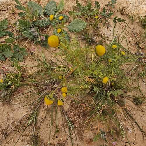 Golden Mayweed