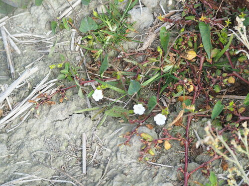 Image of Ipomoea biflora by no rights reserved