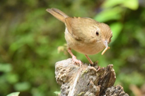 Buff-breasted Babbler (Pellorneum tickelli), photo 8