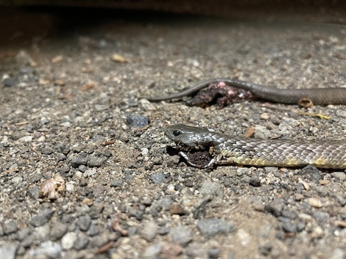 Tiger Snake sighting