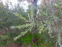 Acacia × tristis