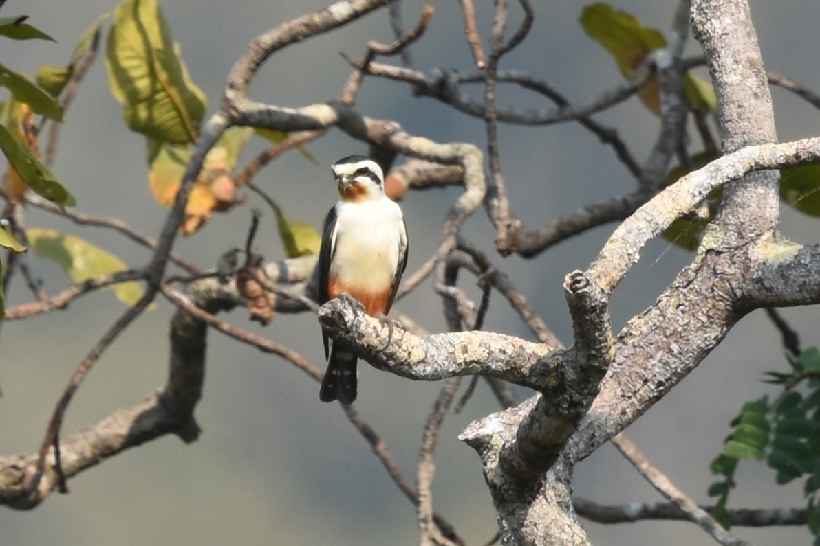 Collared Falconet (Microhierax caerulescens), photo 3