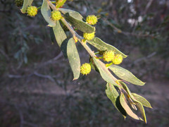 Acacia × tristis