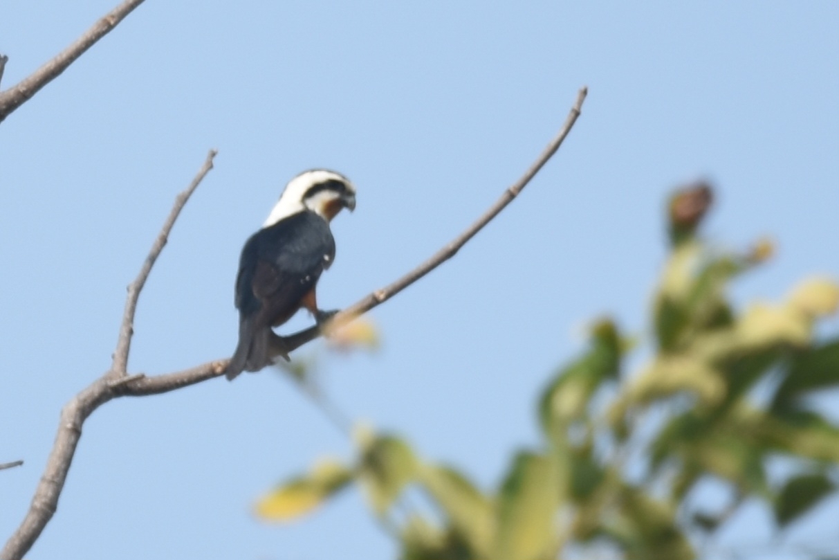 Collared Falconet (Microhierax caerulescens), photo 4