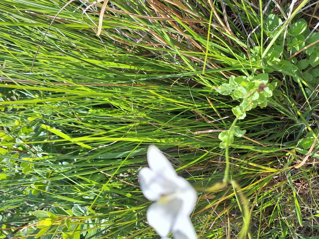 Wahlenbergia rivularis; photograph (c) Adele SL, some rights reserved (CC BY)