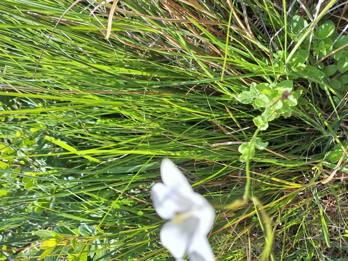 Wahlenbergia rivularis