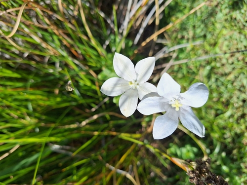 Wahlenbergia rivularis, photograph 1
