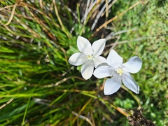 (c) Adele SL, some rights reserved (CC BY) Wahlenbergia rivularis, photograph (c) Adele SL, some rights reserved (CC BY)