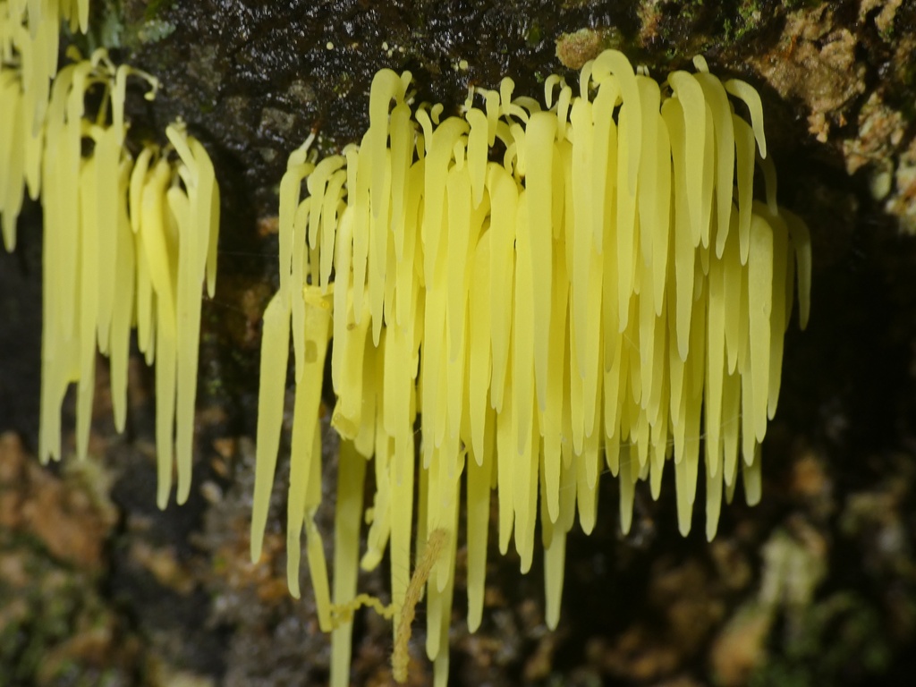 Physalacria sulphurea
