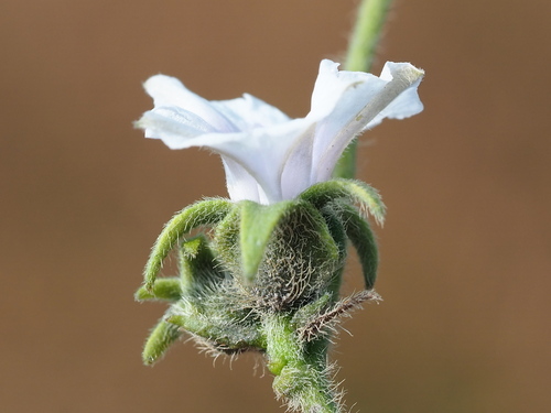 Image of Ipomoea eriocarpa by no rights reserved