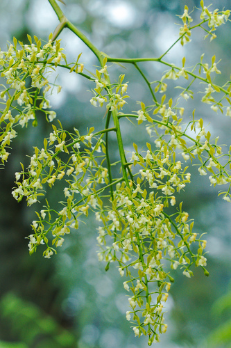 Epidendrum paniculosum Barb.Rodr. 2