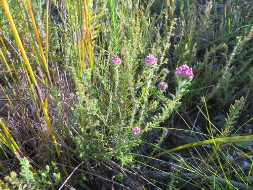Image of Metalasia cymbifolia by (c) linkie, some rights reserved (CC BY)