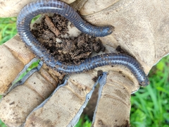 Siphonops