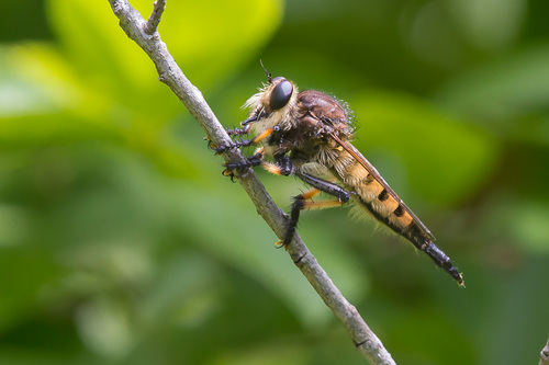 Photo of Red-footed Cannibal Fly (Promachus rufipes)