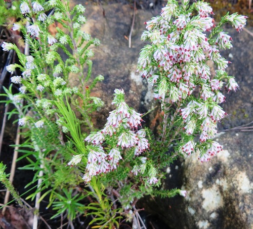 Image of Twos Heath (Erica ecklonii) by (c) linkie, some rights reserved (CC BY)