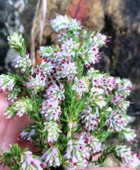 Erica ecklonii