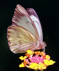 Ascia monuste orseis