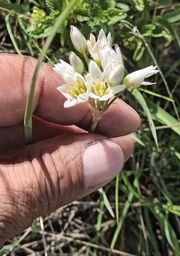Nothoscordum boliviense