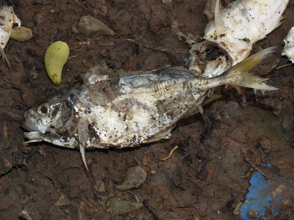 Razorbelly Scad (Alepes kleinii)