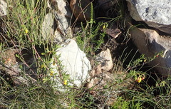 Hermannia aff-denudata