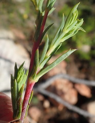 Hermannia aff-denudata