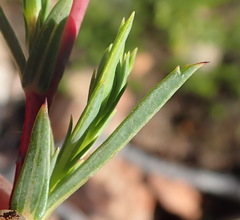 Hermannia aff-denudata