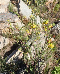 Hermannia aff-denudata