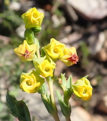 Hermannia aff-denudata