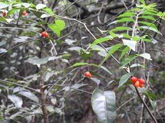Wikstroemia nutans