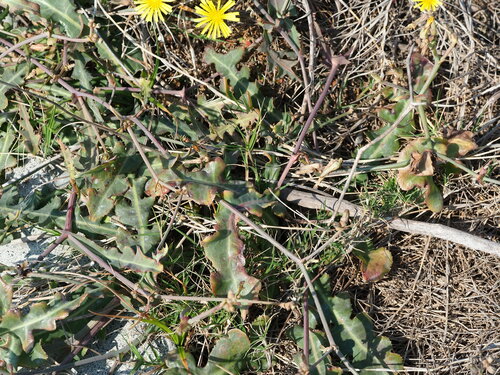 Image of Launaea procumbens by no rights reserved
