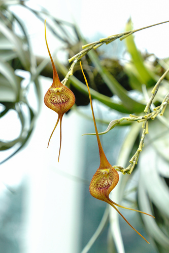 Masdevallia regina