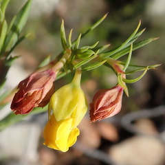 Hermannia aff-denudata