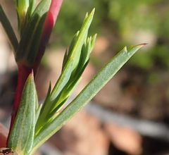 Hermannia aff-denudata