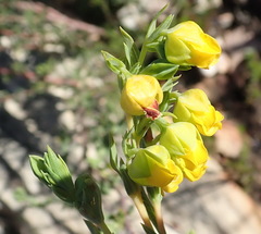 Hermannia aff-denudata