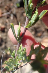 Hermannia aff-denudata