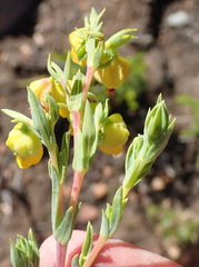 Hermannia aff-denudata