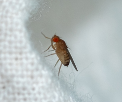 Drosophila