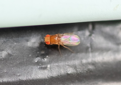Drosophila