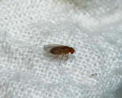 Drosophila