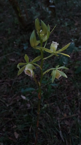 Image of Galeandra beyrichii by (c) Roderick Cameron, some rights reserved (CC BY)