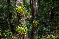 Tillandsia imperialis