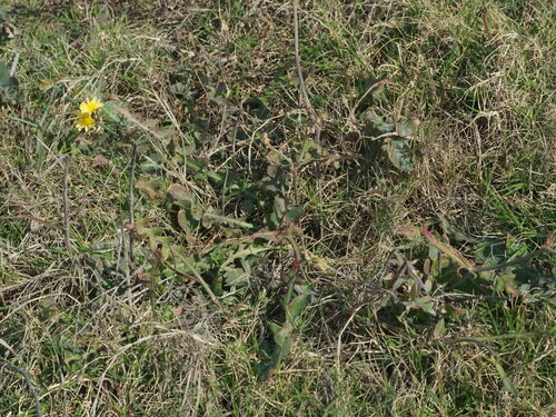 Image of Launaea procumbens by no rights reserved