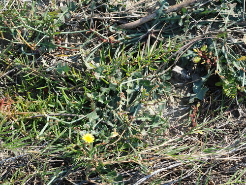Image of Launaea procumbens by no rights reserved