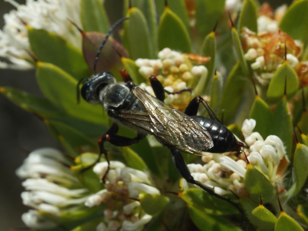 Sphex caelebs