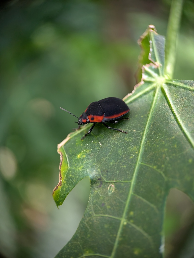 Tiridates rubrocinctus